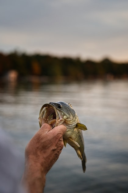 Mastering Bass Fishing Techniques